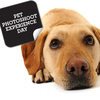 Pet Photoshoot Experience Day