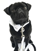 The Putney Bow Tie Collar & Lead Set