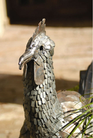 Cockerel