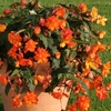 Begonia Apricot Sparkle (Trailing) 12 Mega Plants