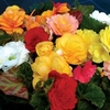 Begonia Destiny 280 Medium Plug Plants (2nd Delivery Period)