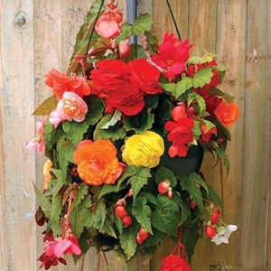 Begonia Sparkle Trailing Mix 2 Hanging Baskets