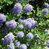 Ceanothus Puget Blue (Californian Lilac) 1 Plant 3 Litre