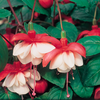 Fuchsia Buds of May Trailing Sir Matt Busby - 13cm Pots Set of 6