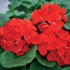 Geranium Fire Queen 45 Medium Plugs