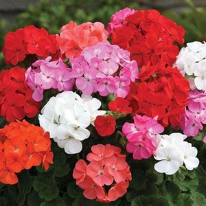 Geranium Parade 12 Mega Plants
