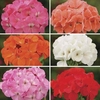 Geranium Parade Patchwork 170 Small Plug Plants
