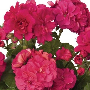 Geranium Truly Deeply 24 Large Plants