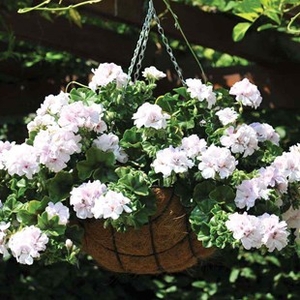Geranium White Ivy (Trailing) 24 Large Plants