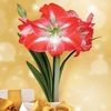 Giant Amaryllis Boxed Kit