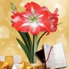 Giant Amaryllis Boxed Kit plus Diary
