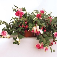 Giant Fuchsias Collection 2 Pre Planted Troughs