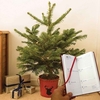 Gift Christmas LED Tree with Red Pot and Diary
