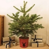 Gift Christmas LED Tree with Red Pot