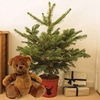 Gift Christmas LED Tree with Red Pot plus Teddy