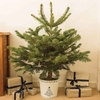 Gift Christmas LED Tree with White Pot
