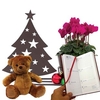 Gift Christmas Tree Silhouette Pot with Cyclamen Diary and Teddy