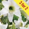 Hippeastrum Sonatini Swanlake 3 Bulbs