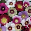 Hollyhock Halo Collection 12 XLarge Plants