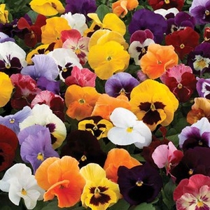 Pansy Colourburst (Autumn) 140 Medium Plug Plants