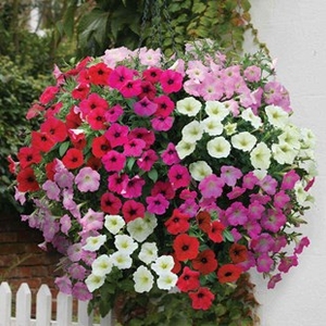 Petunia Grand Prix (Semi-Trailing) 170 Small Plug Plants