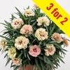 Pot Carnation Disco Tango 3 Plants 9cm Pot