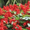 Salvia Desert Fire 70 Medium Plug Plants
