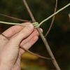 Soft Wire Ties Pack of 40