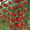 Tomato Supremo Cherry Red 3 Plants 9cm Pot