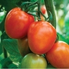 Tomato Supremo Plum Red 1 Plant 9cm Pot