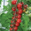 Tomato Sweet Aperitif 12 Large Plants