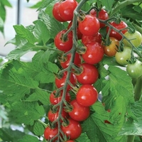 Tomato Sweet Aperitif 6 Large Plants