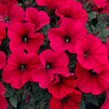 Trailing Petunia Grand Prix Red 24 Large Plants