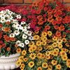 Zinnia Abundance 50 Medium Plugs + 20 FREE