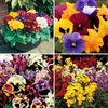 18 Jumbo Plants + 6 FREE Pansies + FREE Plant Food