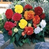 Begonia Double 12 Tubers