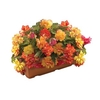 Begonia Gold Balcony 1 Pre Planted Trough