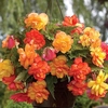 Begonia Gold Balcony 12 Tubers