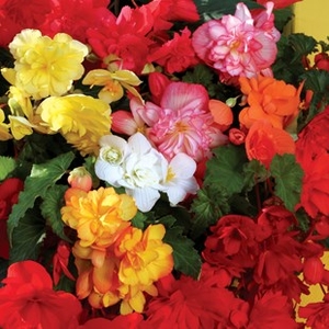 Begonia Sparkle (Trailing) 70 Ready Plants