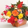 Begonia Sparkle Trailing Mix 2 Pre-Planted Troughs