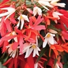 Begonia Stars 70 Ready Plants