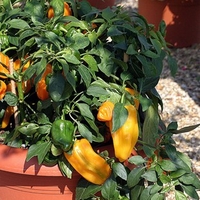 Bell Pepper Mohawk 2 Pre Planted Containers
