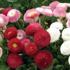 Bellis Belle 24 Jumbo Plants