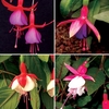 Fuchsia (Hardy) 24 Jumbo Ready Plants