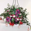 Fuchsia (Trailing) 1 Pre-Planted Hanging Basket