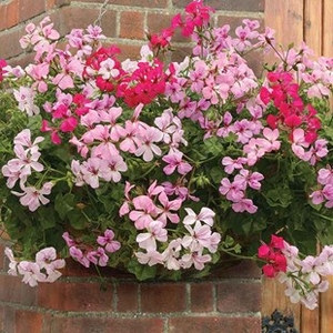 Geranium Balcony Trailing 24 Jumbo Plants