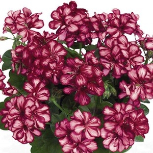 Geranium Burgundy Bicolour (Trailing) 12 Jumbo Plants