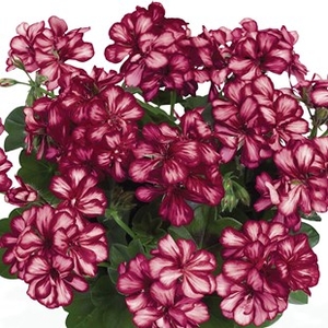 Geranium Burgundy Bicolour (Trailing) 6 Jumbo Plants