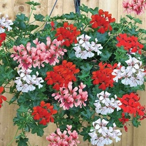 Geranium Mixed Ivy (Trailing) 12 Jumbo Plants