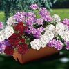 Geranium Ruby Tint Mixed (Trailing) 2 Pre-Planted Troughs